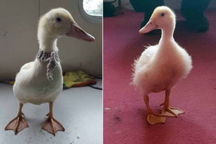 英國9個月小鴨子成網紅 facebook賬號已圈粉
