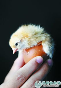 探訪云南最大蛋種雞繁殖基地 沐浴更衣進雞舍