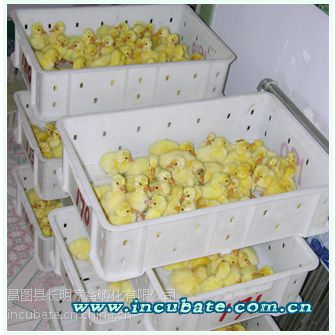 長明家禽孵化公司 鵝雛孵化,鵝苗批發,鵝種蛋,七天受精蛋