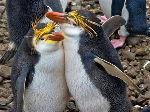 現代人類一夫一妻,曾經普遍一夫多妻,這樣的轉變究竟是因為啥