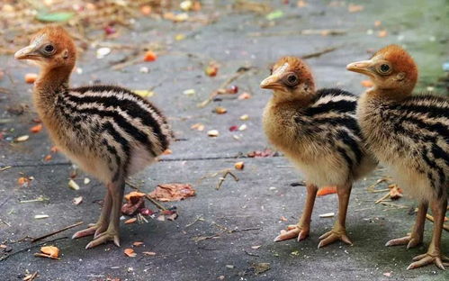 殺人鳥 是人類最早馴養的家禽 新研究 萬年前或被人類馴養