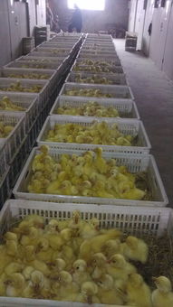 六安養鵝基地鵝苗孵化場大品種鵝苗價格有皖西白鵝苗