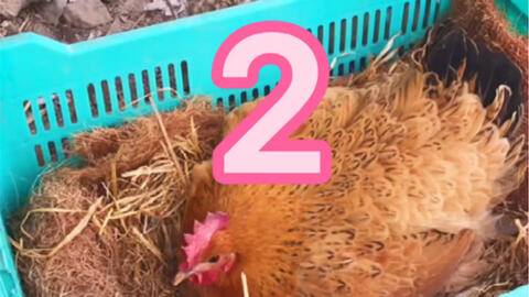 母雞孵化小雞全過程 家禽孵化中的母愛頌歌