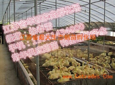 2015年6月阜陽白羅曼鵝苗市場概況及華源鵝苗養(yǎng)殖基地介紹