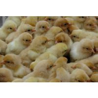 柴雞與柴雞苗市場行情分析 價(jià)格、批發(fā)與選購指南