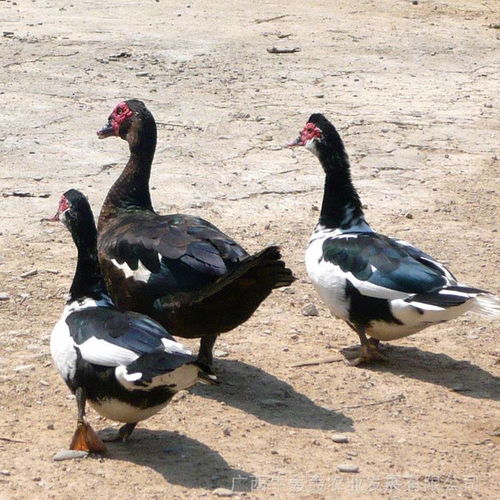 中國供應(yīng)商家禽孵化設(shè)備價(jià)格分析與市場趨勢(shì)