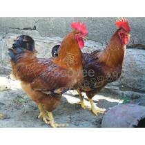 2018年?yáng)|莞土雞蛋廠商批發(fā)與報(bào)價(jià)及家禽孵化服務(wù)概覽