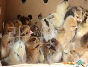 供應(yīng)土雞苗 東鄉(xiāng)海旺家禽孵化廠提供純正公苗母苗及市場(chǎng)指導(dǎo)價(jià)