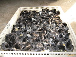 湖南衡陽(yáng)黑雞苗孵化產(chǎn)業(yè)發(fā)展現(xiàn)狀與市場(chǎng)前景