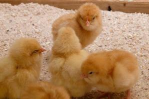 家禽小雞孵化、性別分辨與養殖技術詳解