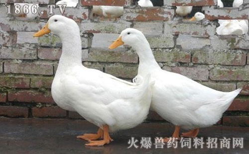 華龍家禽孵化中心 引領家禽孵化的專業力量