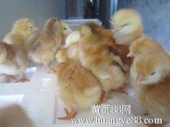 山東純種公雞苗購買指南 紅軍家禽孵化場及更多選擇