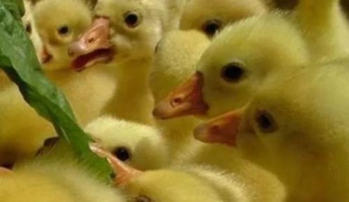 雛鵝相互啄毛原因及預防措施