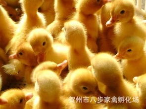 優質櫻桃谷鴨苗批發，專業養殖供應商，質量保證