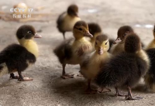 茂名男子巧養番鴨，年銷3800萬成就財富傳奇