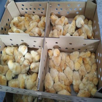 西雙版納龍發家禽孵化養殖場 良鳳花雞苗批發與飼養技術指導