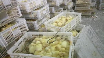 豬場發生非洲豬瘟，改養家禽絕不能盲目跟風——家禽孵化與養殖轉型的理性思考