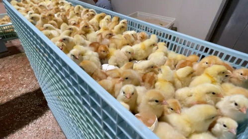 從大桃到蛋雞 平谷打造北京“農業中關村”，孵化中國種業高科技家禽產業