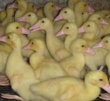 高清晰圖片捕捉 家禽孵化的神奇之旅