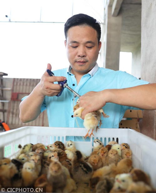 湖南衡陽 返鄉創業孵化致富苗，家禽養殖展新篇